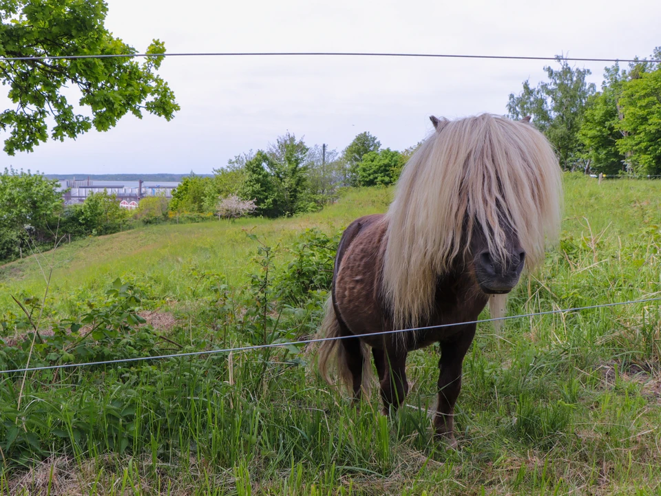 Shetlandspony ved Bakkestien.